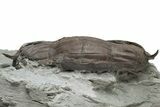 Wide, Enrolled Isotelus Brachycephalus Trilobite - Ohio #228132-3